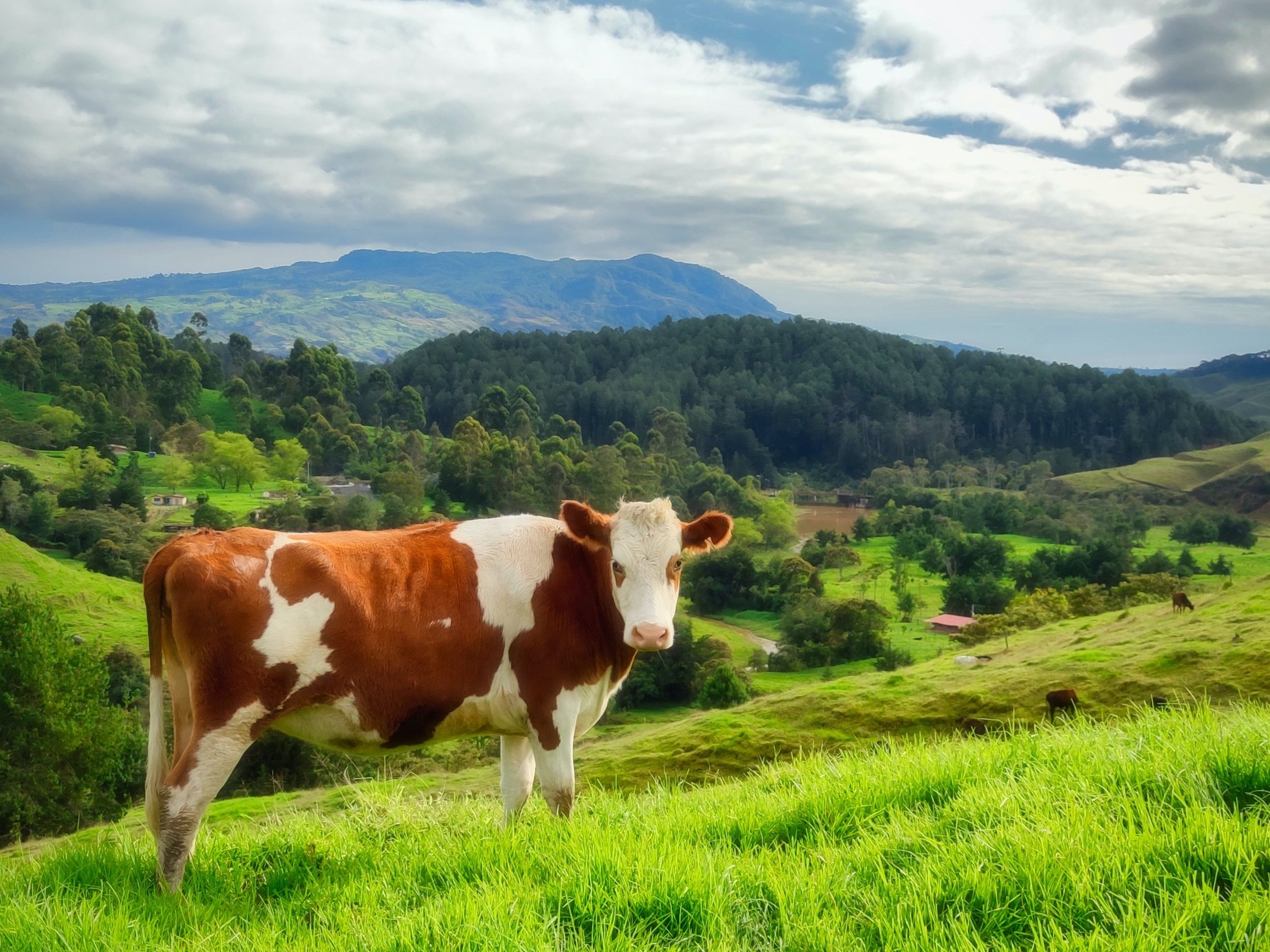 Sapi Perah Friesian Holstein
