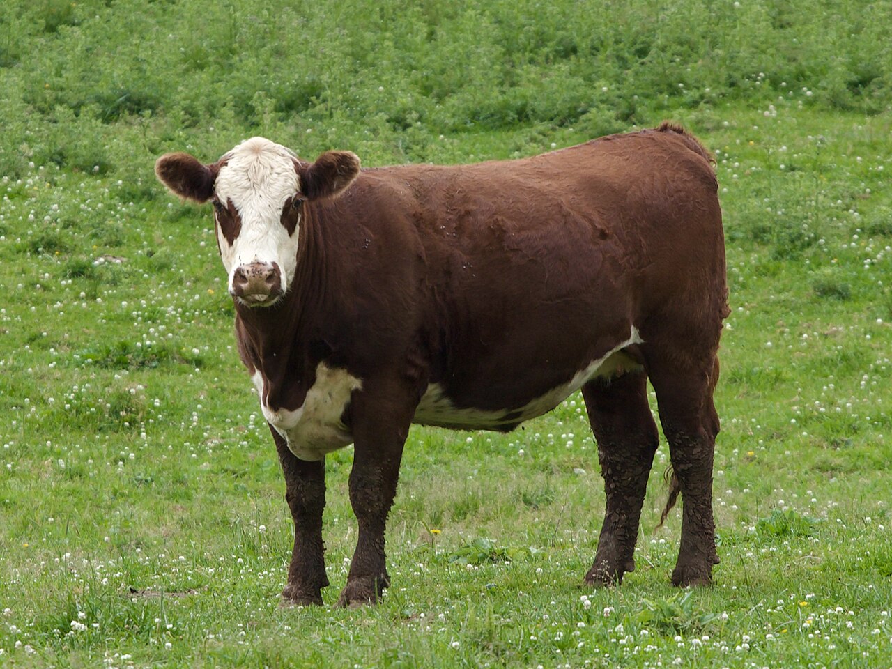 Sapi Potong Limousin Betina